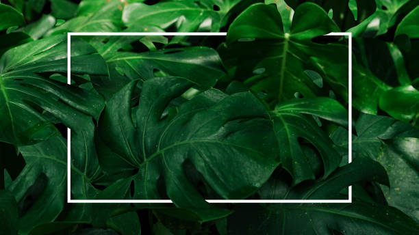 istock Monstera green leaves, environment background with white square frame for advertising card or invitation 1426565614