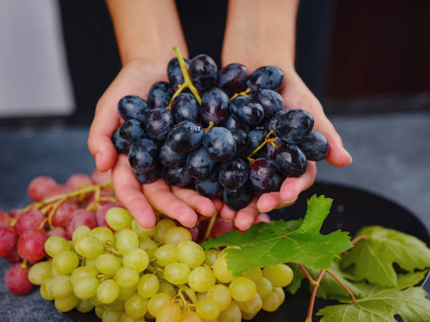 istock Vineyard Harvest in autumn season 1426567419