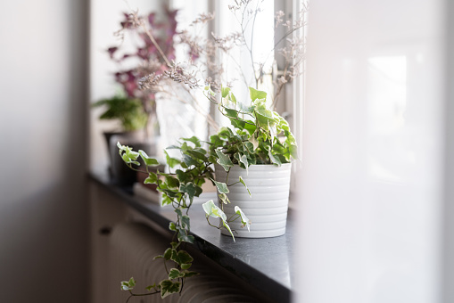 Potted plants on the window sill in an apartment in Sweden.