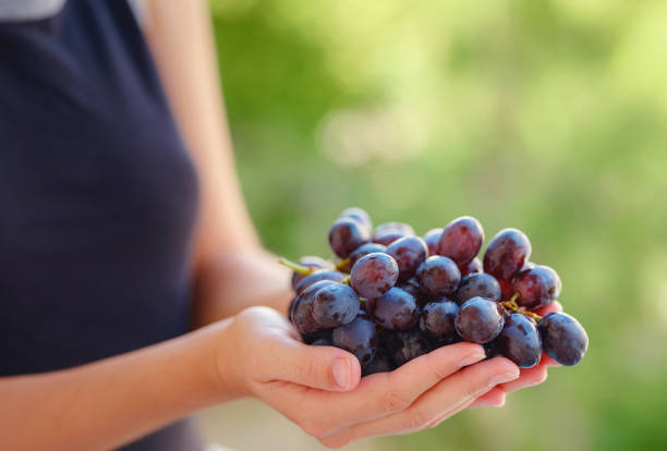 Vineyard Harvest in autumn season. Crop and juice, Woman holding Organic blue grapes, concept wine. outdoor