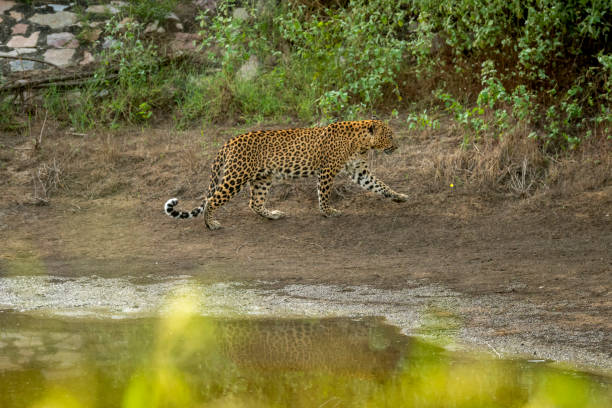 istock wild female leopard or panther walking with reflection at waterhole during monsoon green season outdoor wildlife safari at jhalana leopard reserve jaipur rajasthan india - panthera pardus fusca 1426568642