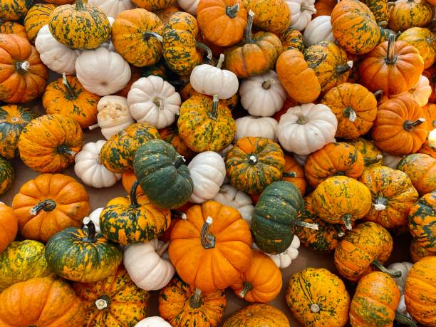 calabazas - temporada de otoño - squash pumpkin orange japanese fall foliage fotografías e imágenes de stock