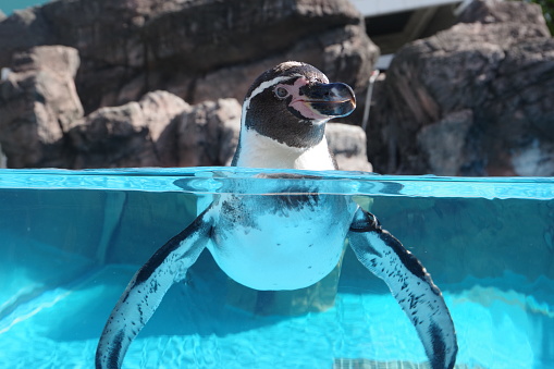 Humboldt penguins are the most popular penguins in Japan.
It is thought that the number of breeding is also the largest.
However, it is an endangered species in its habitat.
Humboldt penguins inhabit the Pacific coast from Chile to Peru in South America.