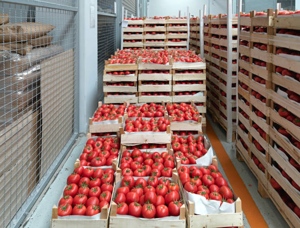 istock Wooden Crates Tomatoes 1426571426