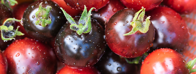 Black and red colored tomatoes of Indigo rose heirloom variety texture close up, ripe fresly harvested fruits with water drops on, full frame food background, rare ornamental vegetables concept