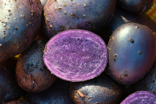 Purple potatoes full frame close up , tubers of purple queen variety with deep blue violet skin and flesh, freshly harvested from a summer garden, unusual, rare and decorative vegetables concept