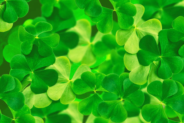 istock Green clover leaves on a background summer landscape. St.Patrick 's Day 1426575849