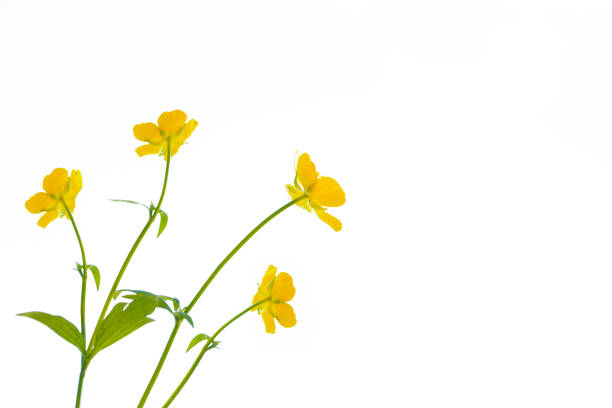 Yellow wildflowers buttercup isolated on white background. flower Ranunculus acris