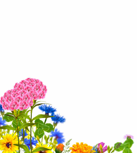 Colourful wild flowers blooming in the grass. Nature. Outdoors.