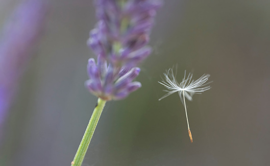 Beautiful lavender field, closeup. Banner design