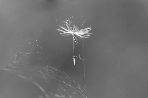 Dandelion seed umbrella in a spider web.