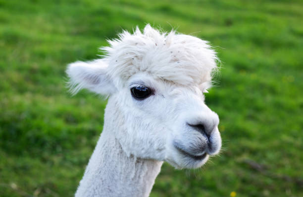 istock Alpaca close-up portrait on green background 1426578045