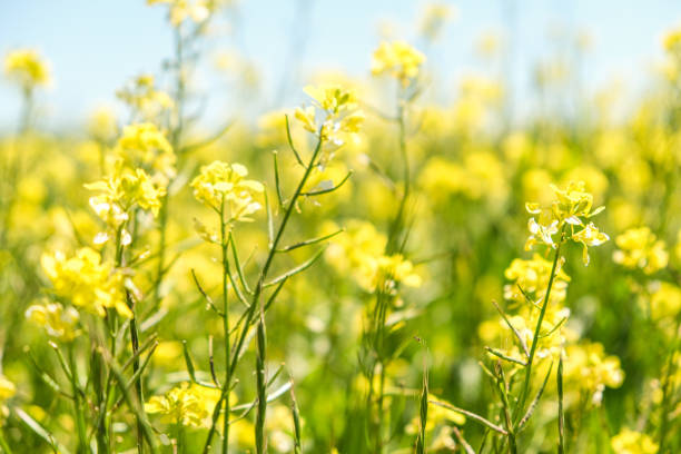 istock yellow flower field 1426578168