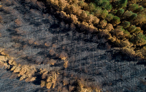 istock drone aerial view of a burnt pine forest 1426578275