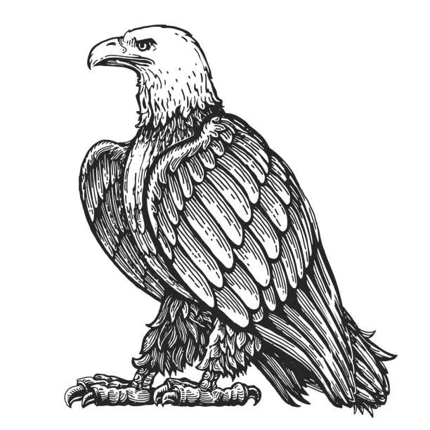 Vector illustration of Bald eagle stands in full growth, isolated on white. Hand drawn animal bird in vintage engraving style vector