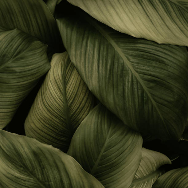istock tropical leaves, abstract green leaf texture in garden, nature background 1426581647