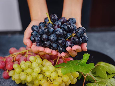 Vineyard Harvest in autumn season. Crop and juice, Organic blue, red and green grapes on table viewed from above, concept wine, Woman holding grapes