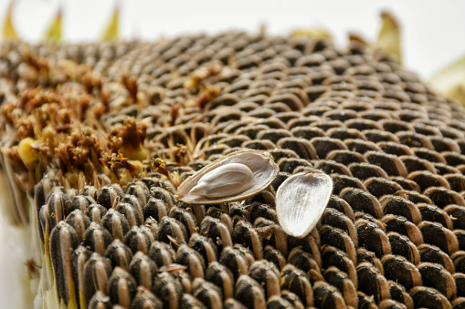 Sunflower seed, an open sunflower seed on the dried sunflower seed plant
