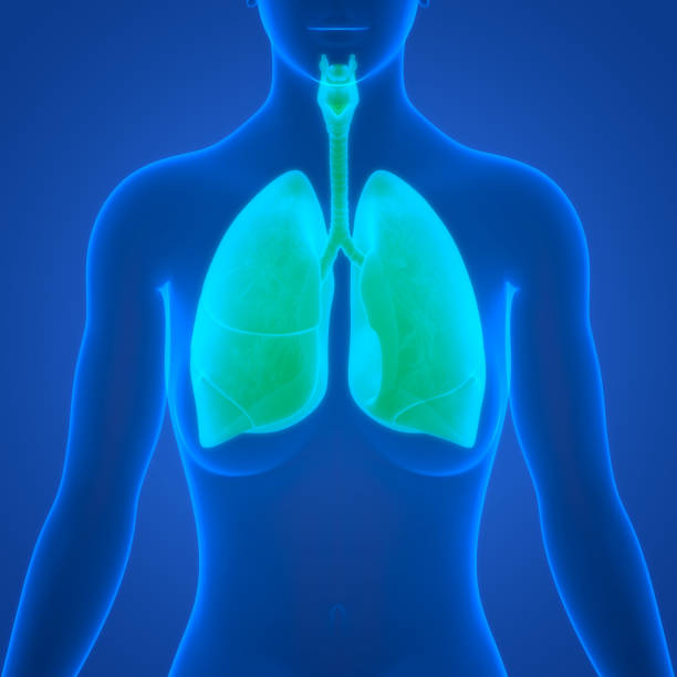istock Human Respiratory System Lungs Anatomy 1426584941