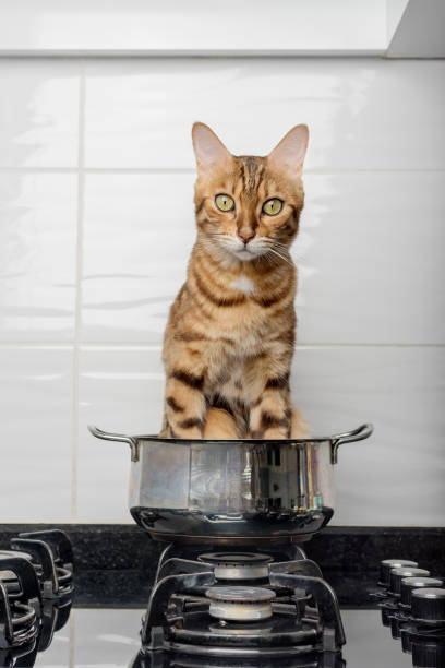 istock Bengal cat in a pot on a gas stove. 1426586647