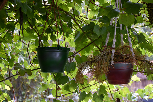 Flower pots hanging in the garden with tree branches and leafs