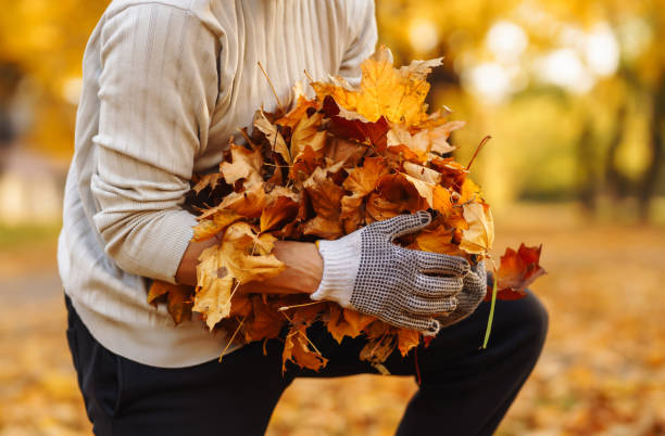 istock Man cleans the autumn park from yellow leaves. 1426587099