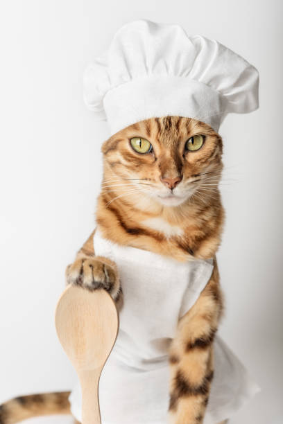 istock Bengal cat in a chefs costume on a white background. 1426587162