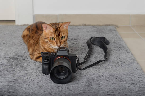 istock Bengal cat lies next to the camera on the carpet. 1426587629