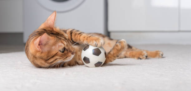 istock Bengal cat plays with a ball on the floor. 1426587933