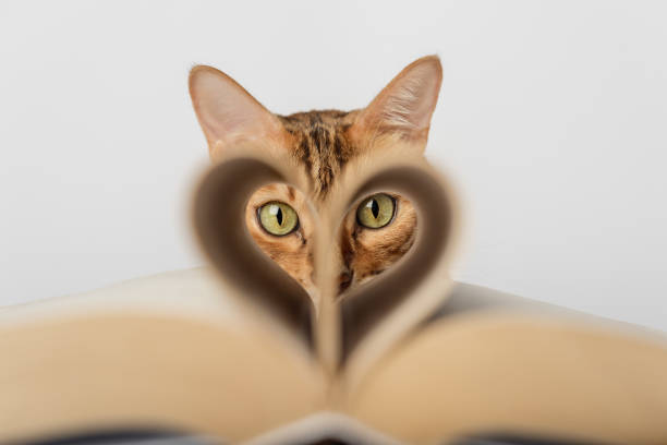 istock Bengal cat with an open book on a white background. 1426588282