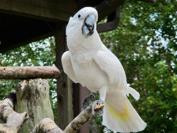 istock A White Cockatoo sitting on a perch 1426588390