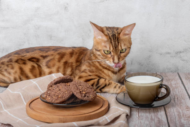 bengal cat, a cup of milk and cookies on a wooden table. - domestic cat towel pets animal imagens e fotografias de stock