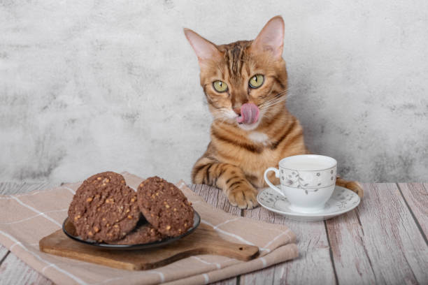 funny kitty with a mug of milk and oatmeal cookies. - domestic cat towel pets animal imagens e fotografias de stock