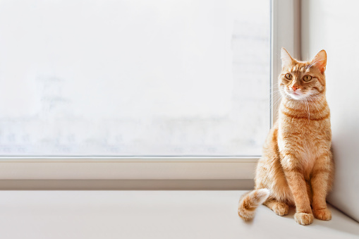 Curious ginger cat sits on window sill. Fluffy pet at home. Domestic animal on horizontal banner with copy space.
