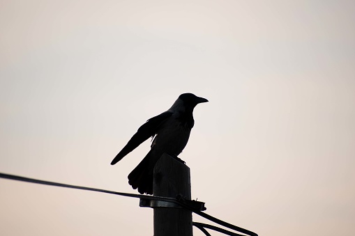 Photo of a crow standing  on a utility pole at dusk