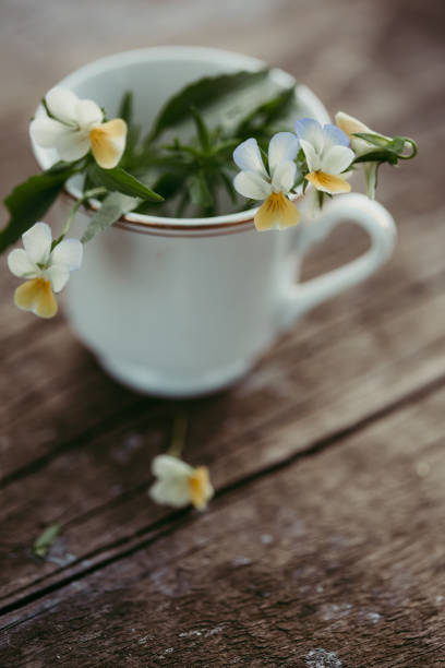 Pansy flowers in a cup