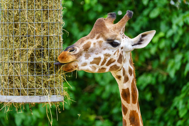 grande giraffa che mangia erba da un alimentatore speciale per questi animali. - giraffe south africa zoo animal foto e immagini stock