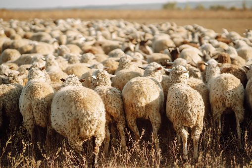 Aussie dog herding sheep