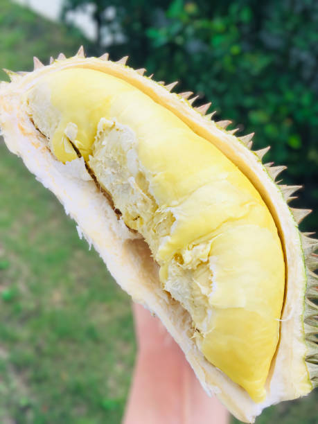 istock Hand hold opened ripe durian on the green blur background. 1426593155