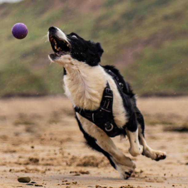 istock Border collie dog catching ball on beach 1426593187