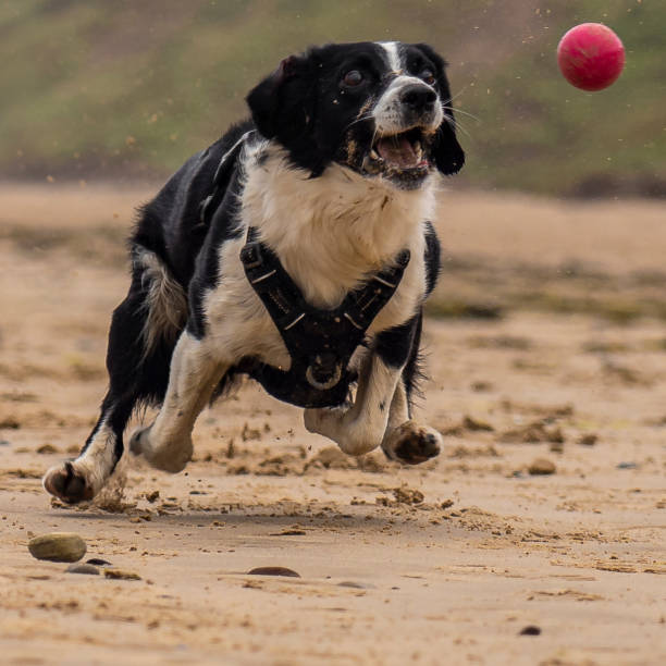 Border collie dog catching ball on beach