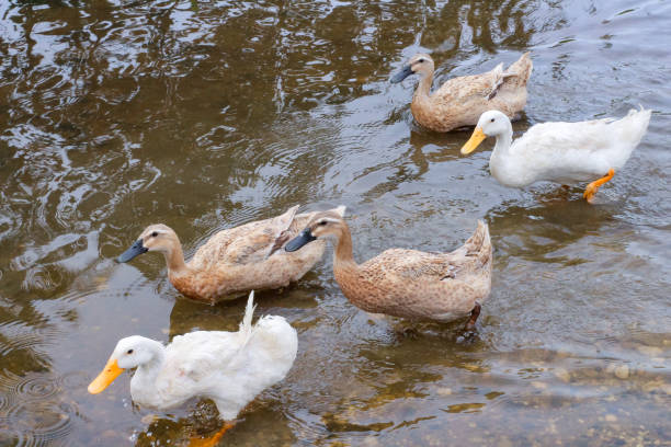 istock ducks swimming in the river 1426593646