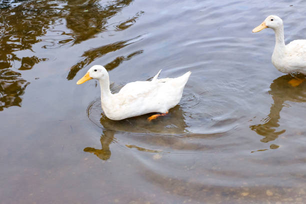 istock ducks swimming in the river 1426593893