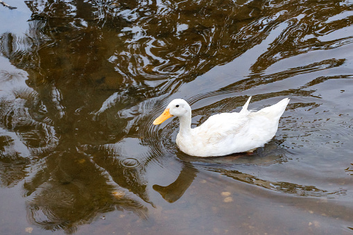 ducks swimming in the river