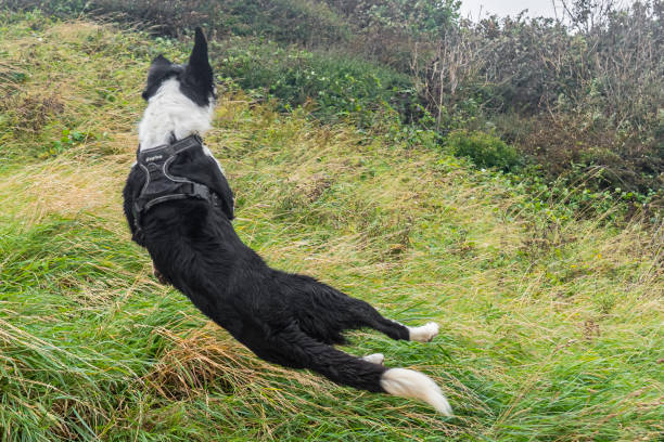 border collie dog catching ball at saltburn, north yorkshire, uk