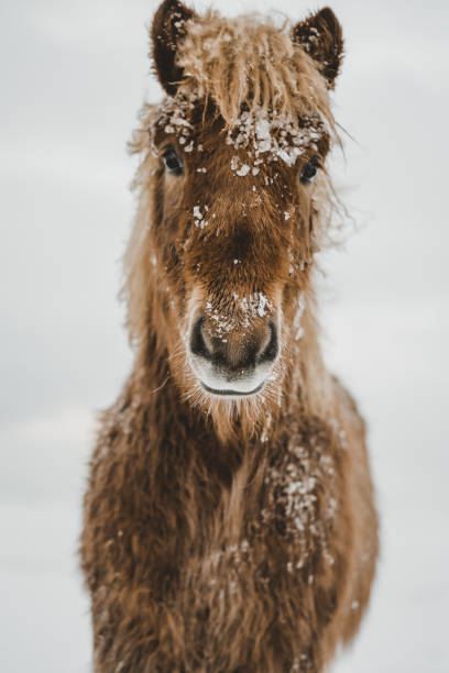 cavalo islandês no inverno - horse iceland winter snow - fotografias e filmes do acervo