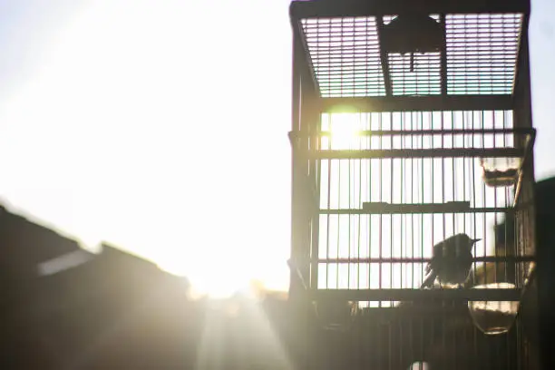 Photo of Lovebird in a cage