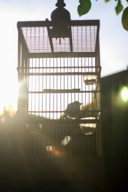 istock Lovebird in a cage 1426597103