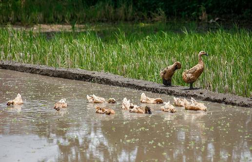 Duck group in purworejo rice field