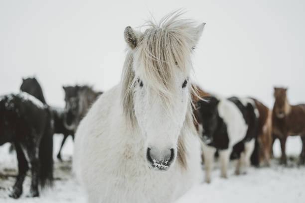 caballo islandés en invierno - horse iceland winter snow fotografías e imágenes de stock